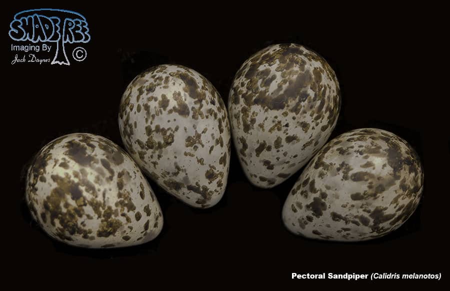Pectoral Sandpiper - Calidris melanotos