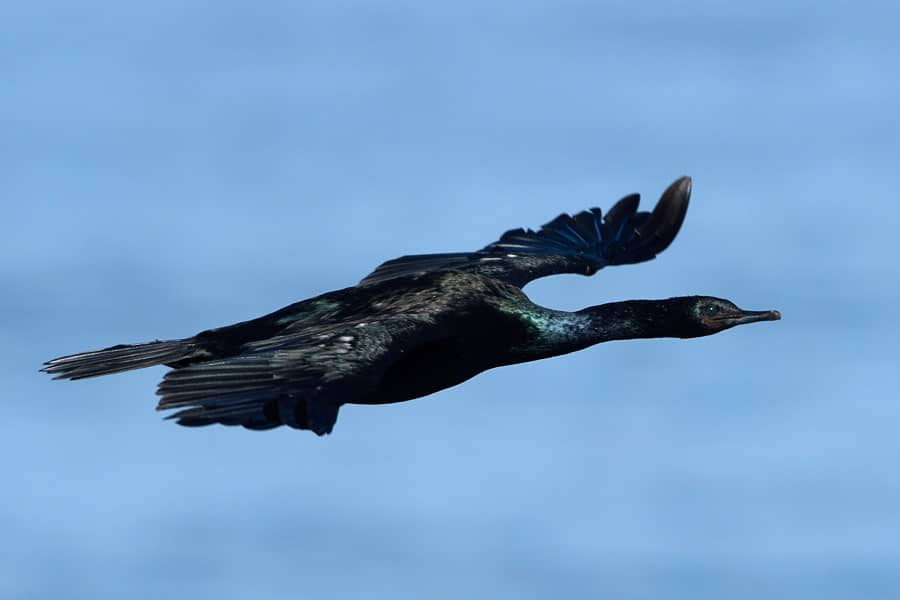 Brandt's Cormorant - Phalacrocorax penicillatus