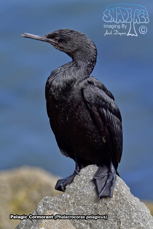 Pelagic Cormorant - Phalacrocorax pelagicus