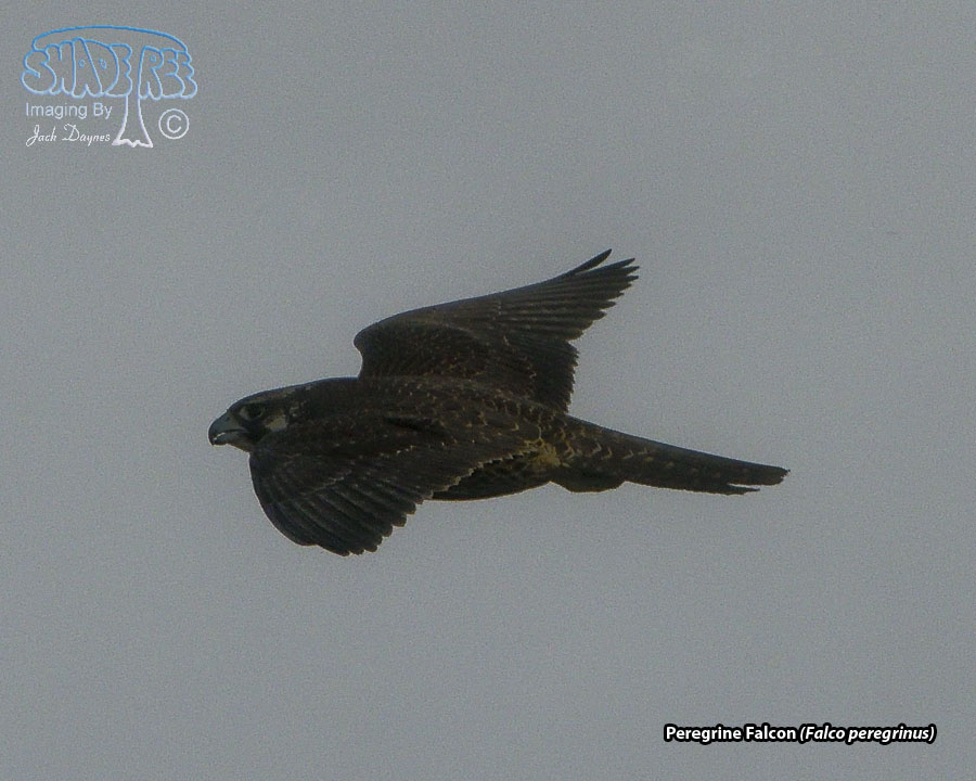 Peregrine Falcon - Falco peregrinus