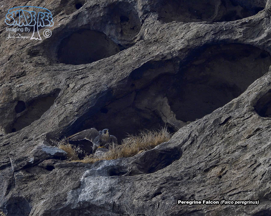 Peregrine Falcon - Falco peregrinus
