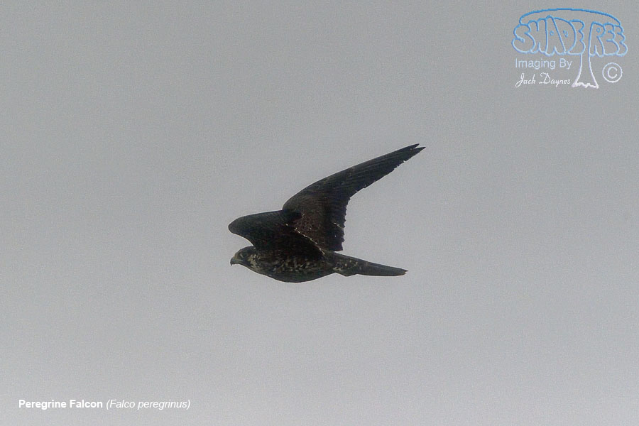 Peregrine Falcon - Falco peregrinus