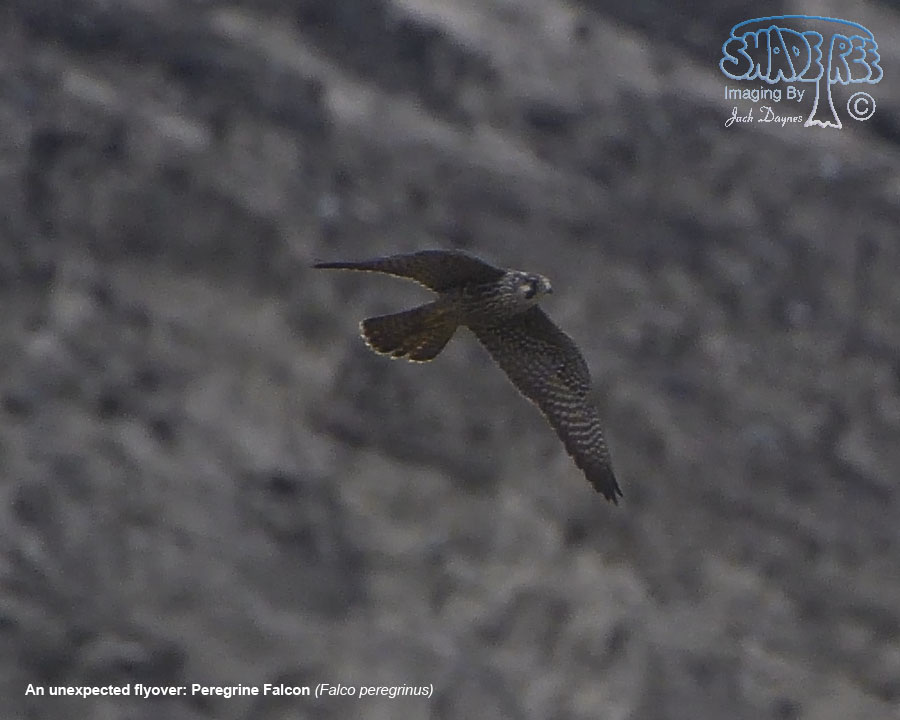 Peregrine Falcon - Falco peregrinus