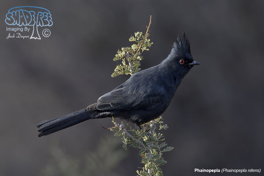 Phainopepla - Phainopepla nitens