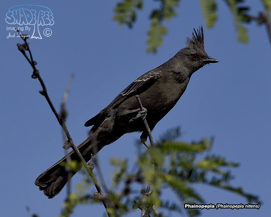 Phainopepla - Phainopepla nitens