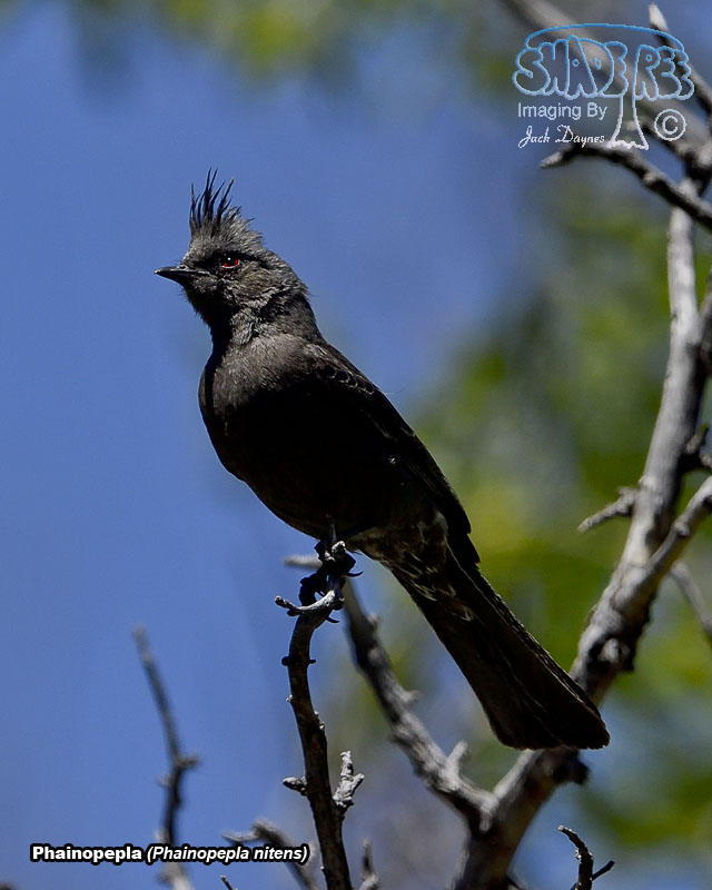 Phainopepla - Phainopepla nitens
