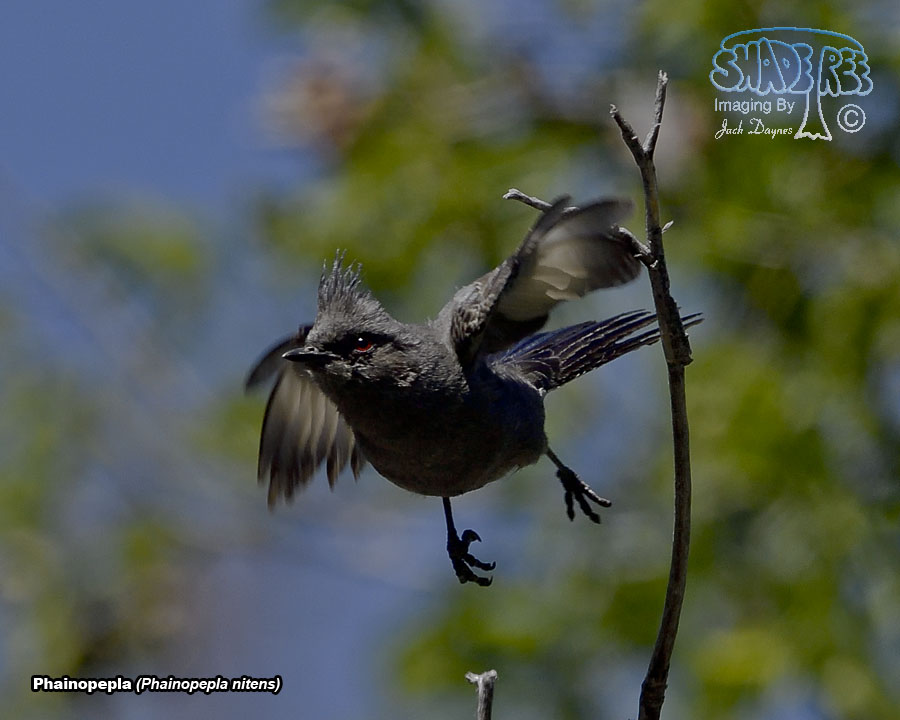 Phainopepla - Phainopepla nitens