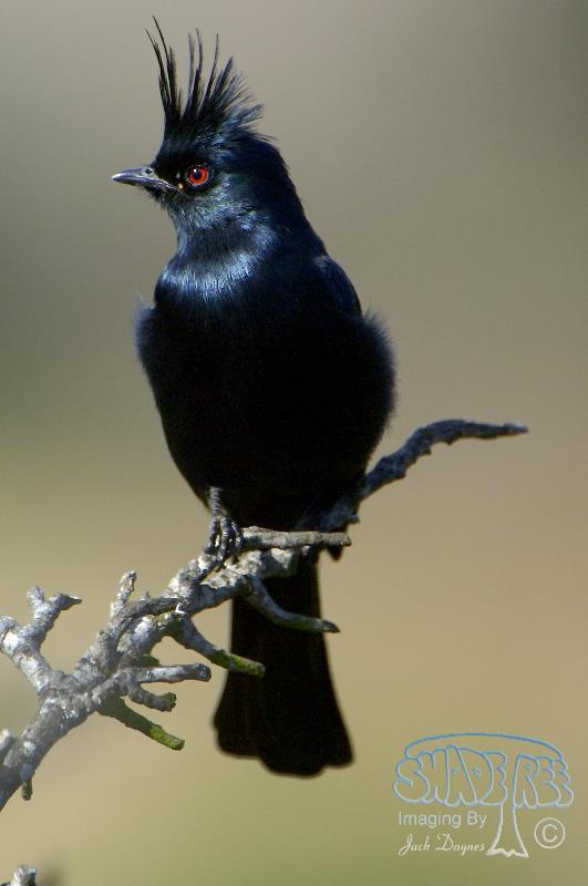 Phainopepla - Phainopepla nitens