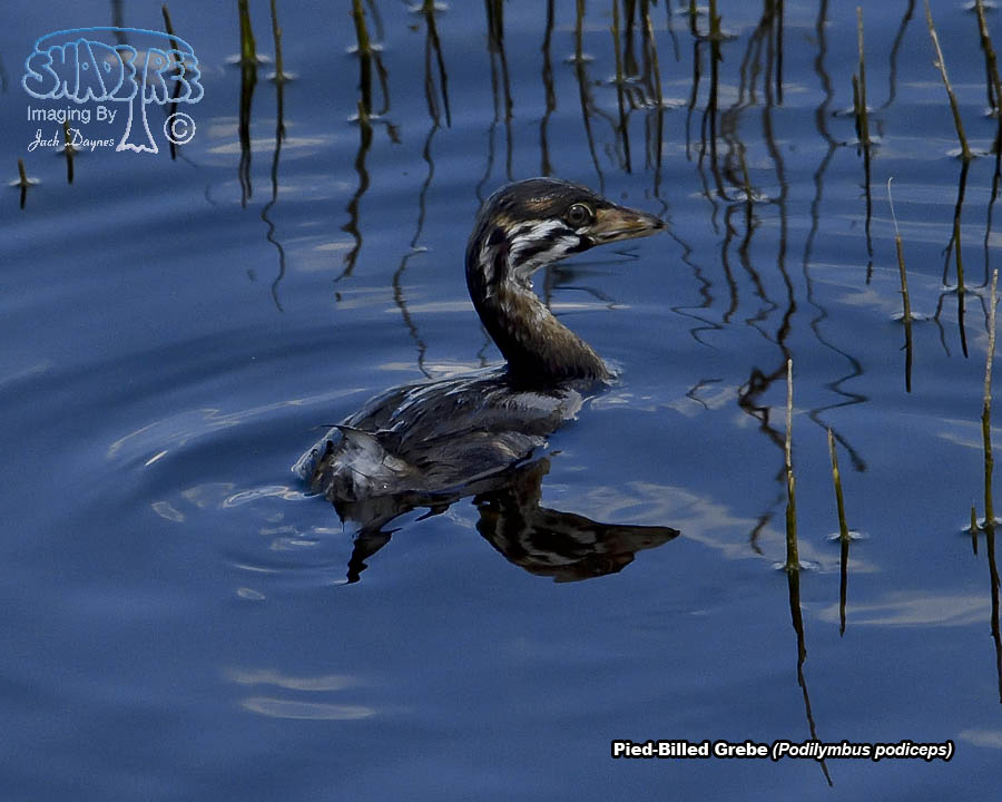 Pied-Billed Grebe - Podilymbus podiceps