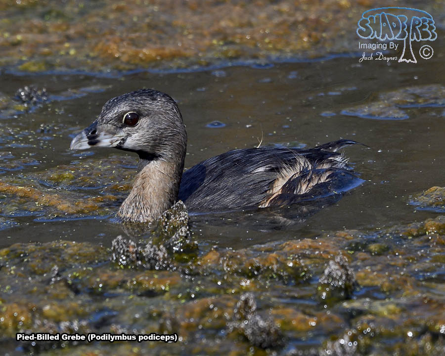 Pied-Billed Grebe - Podilymbus podiceps
