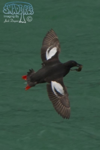 Pigeon Guillemot - Cepphus columba
