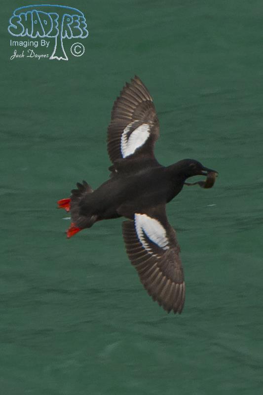 Pigeon Guillemot - Cepphus columba