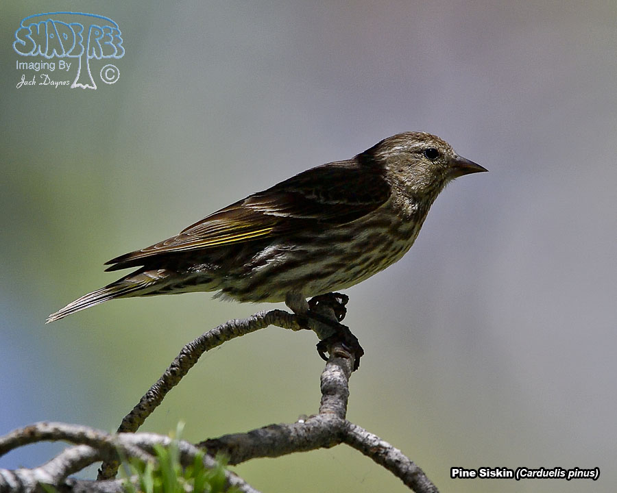 Pine Siskin - Spinus pinus