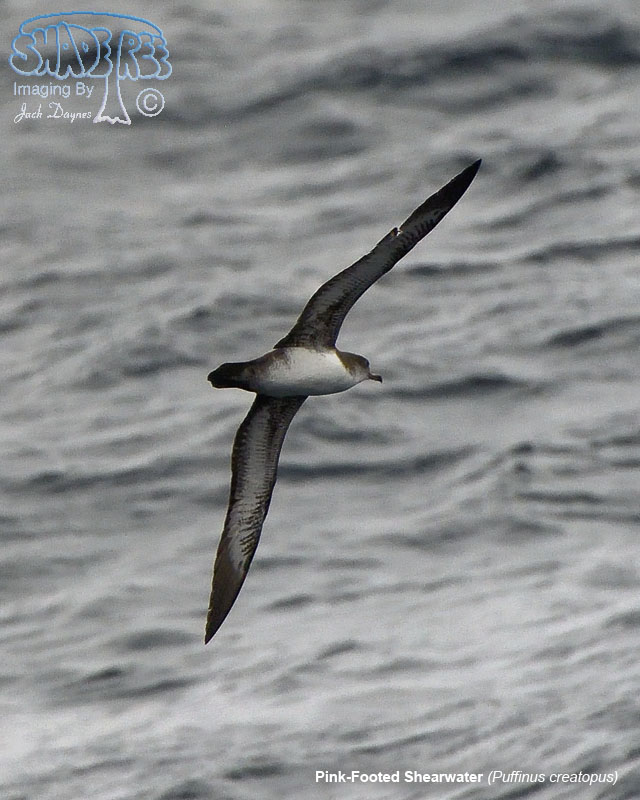 Pink-Footed Shearwater - Puffinus creatopus