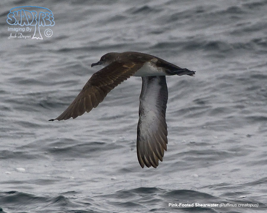 Pink-Footed Shearwater - Puffinus creatopus