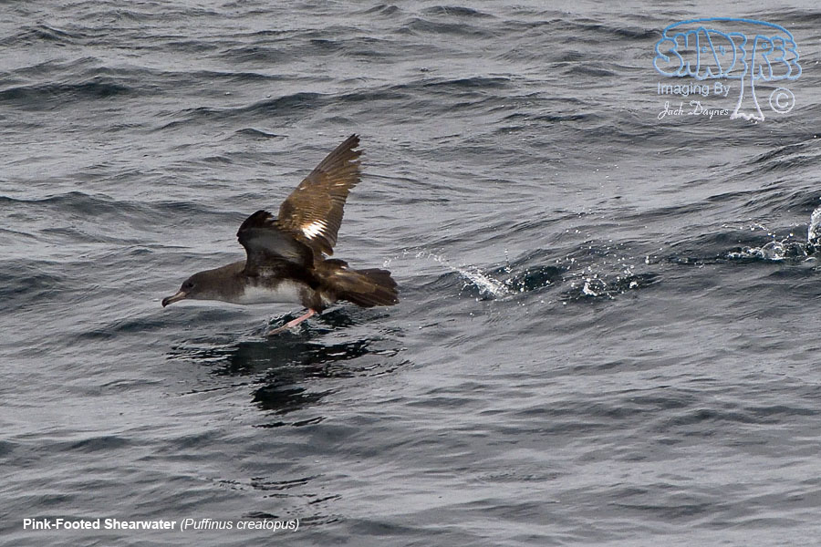 Pink-Footed Shearwater - Puffinus creatopus