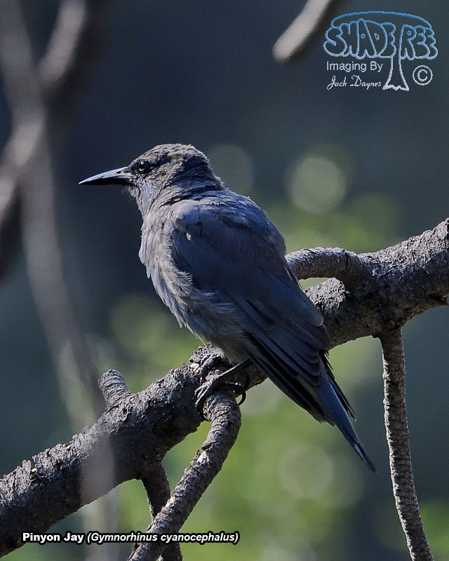 Pinyon Jay - Gymnorhinus cyanocephalus