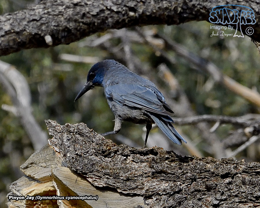 Pinyon Jay - Gymnorhinus cyanocephalus