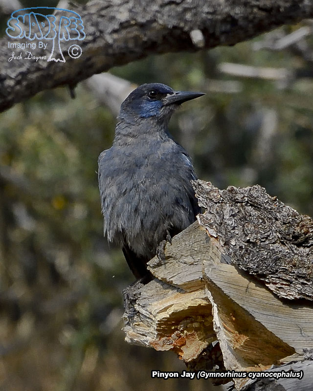 Pinyon Jay - Gymnorhinus cyanocephalus