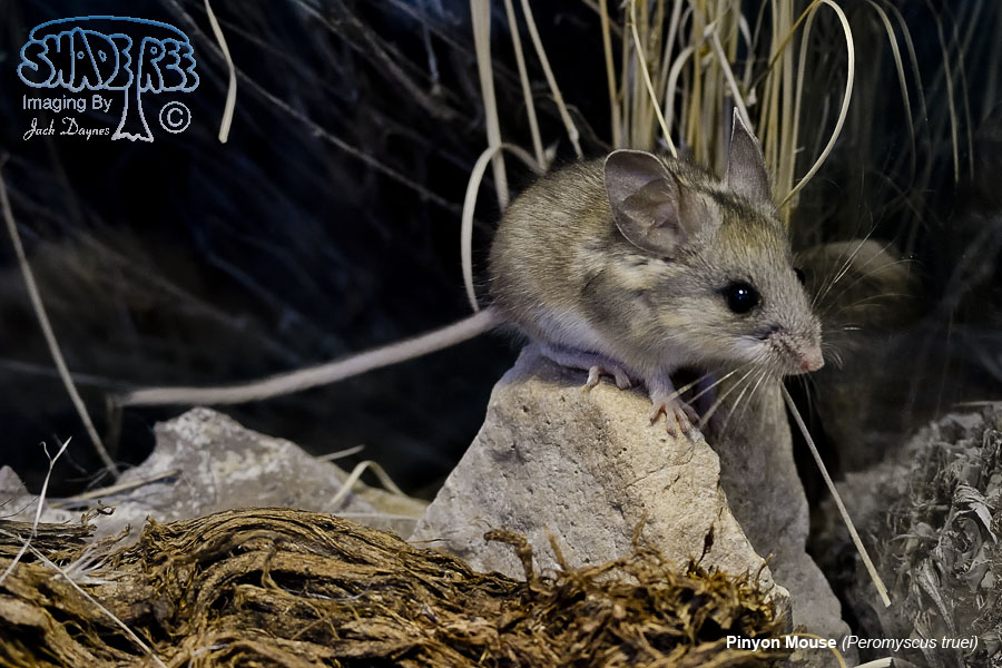 Pinyon Mouse - Peromyscus truei