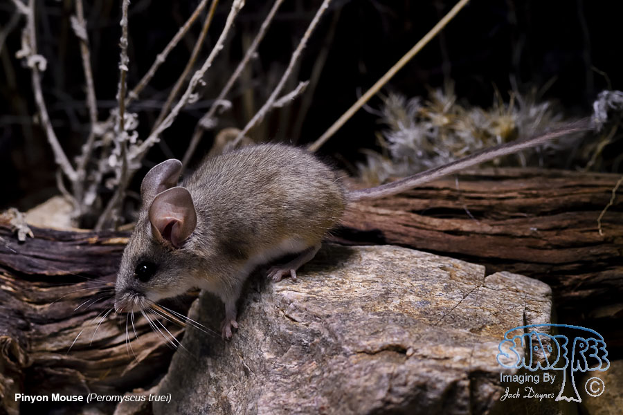 Pinyon Mouse - Peromyscus truei