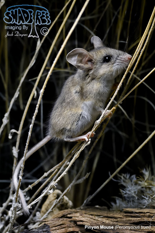 Pinyon Mouse - Peromyscus truei