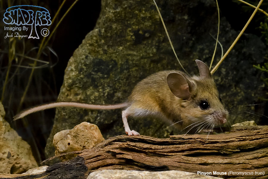 Pinyon Mouse - Peromyscus truei