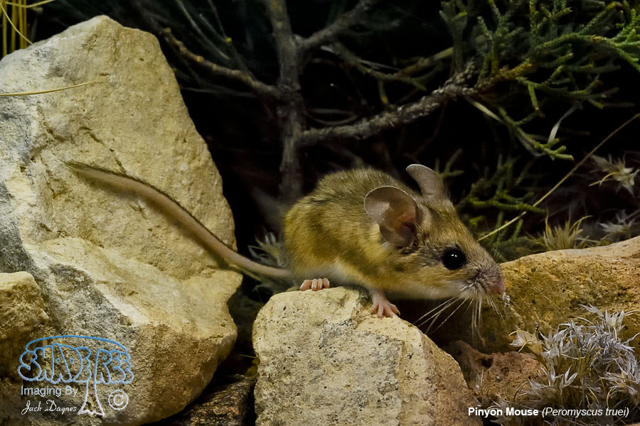 Pinyon Mouse - Peromyscus truei