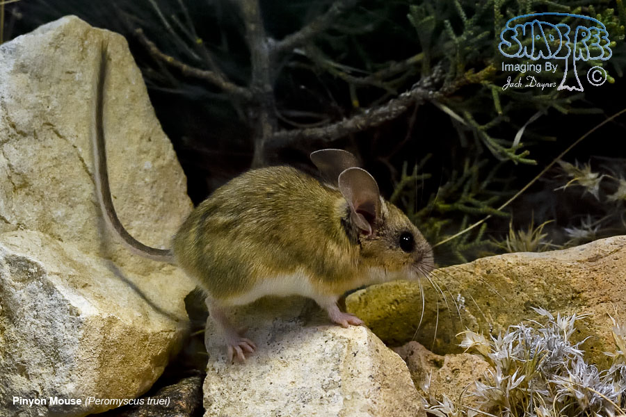 Pinyon Mouse - Peromyscus truei