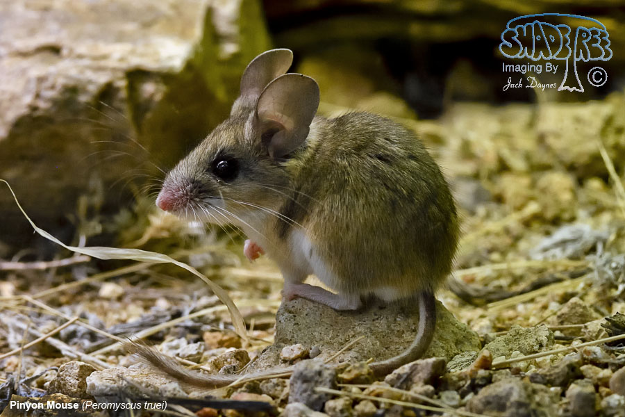 Pinyon Mouse - Peromyscus truei