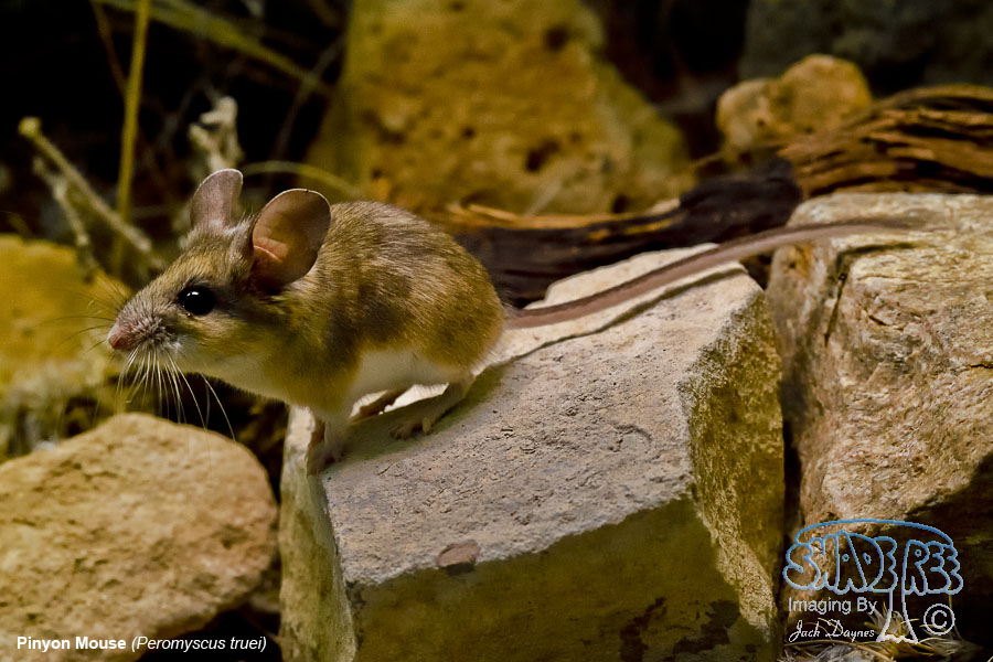 Pinyon Mouse - Peromyscus truei