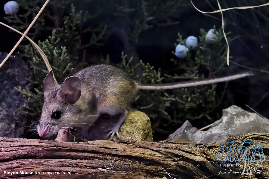 Pinyon Mouse - Peromyscus truei