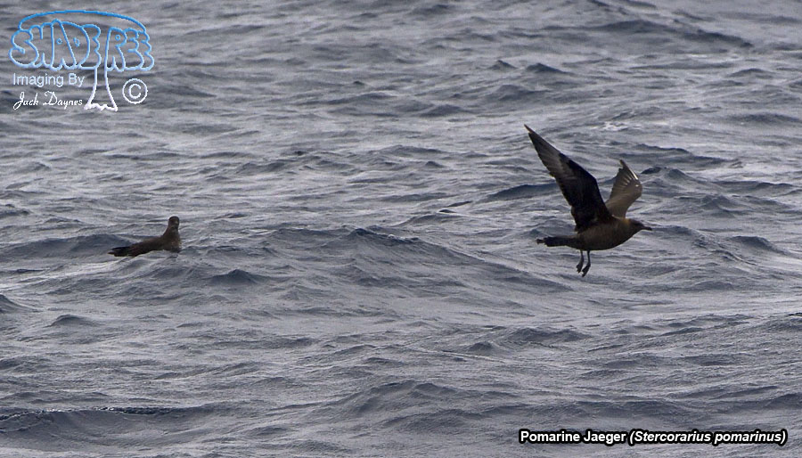 Pomarine Jaeger - Stercorarius pomarinus