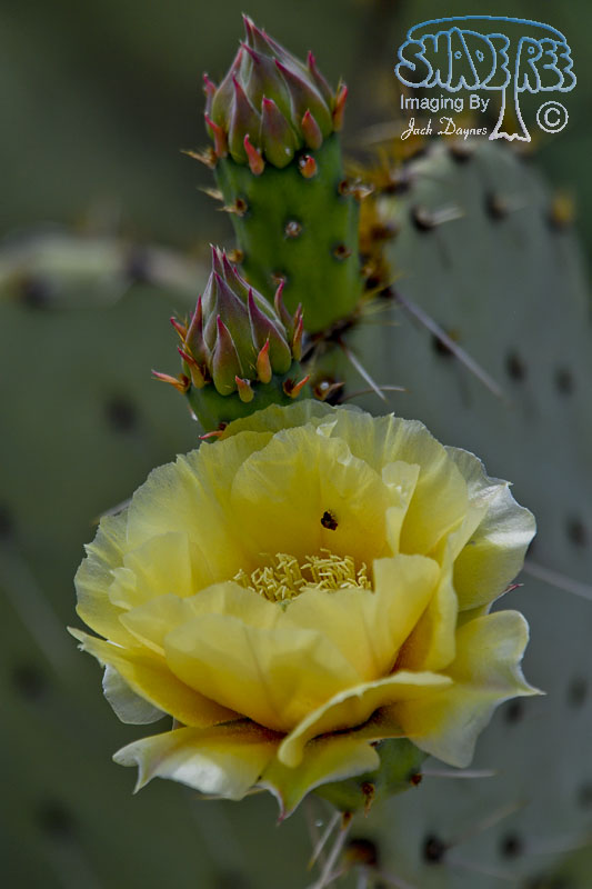 Prickley Pear Cactus Flower - Unknown