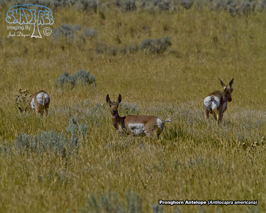 Pronghorn Antelope - Antilocapra americana