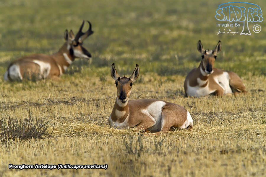 Pronghorn Antelope - Antilocapra americana