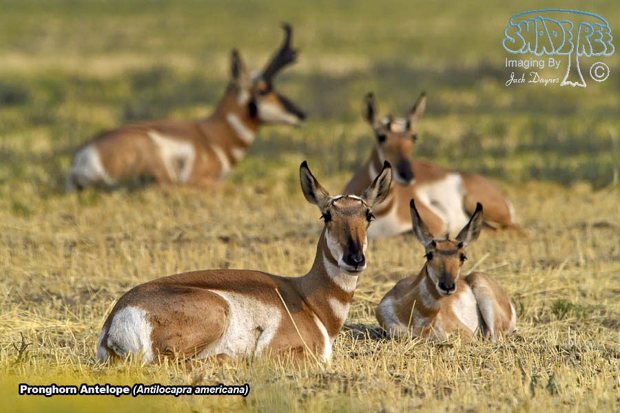 Pronghorn Antelope - Antilocapra americana