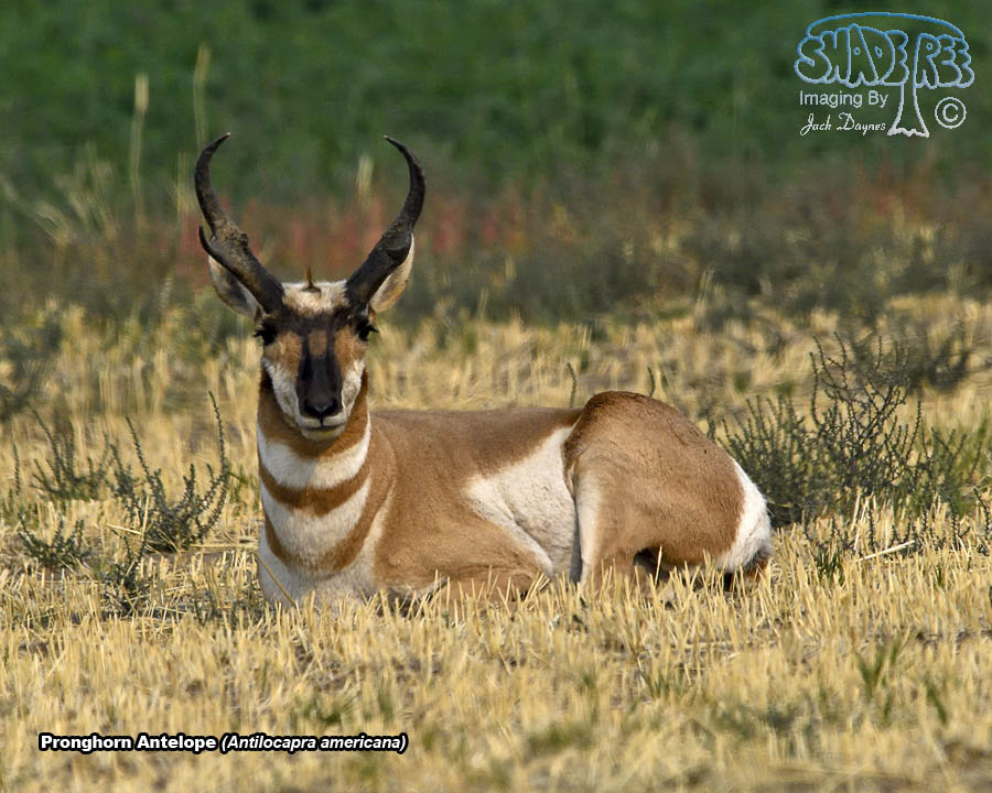 Pronghorn Antelope - Antilocapra americana