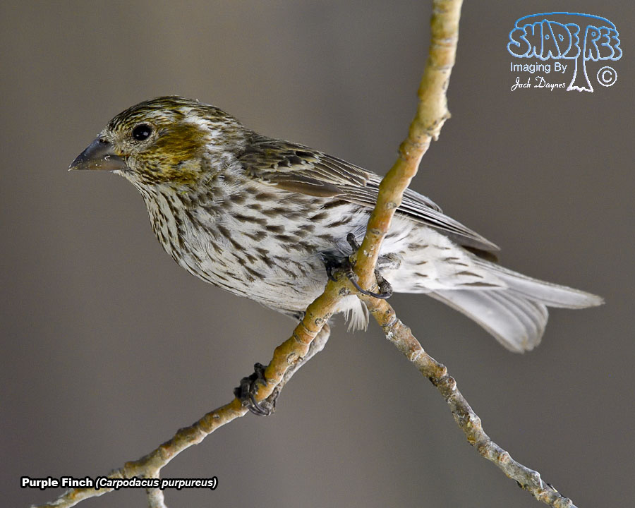 Purple Finch - Haemorhous purpureus