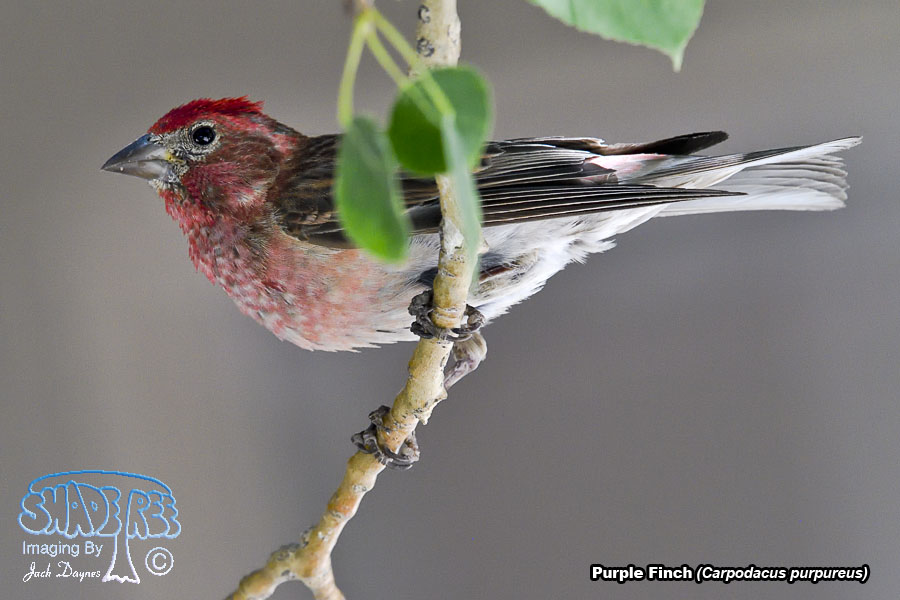 Purple Finch - Haemorhous purpureus