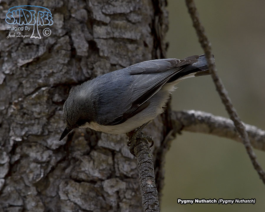 Pygmy Nuthatch - Sitta pygmaea