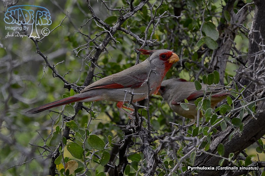Pyrrhuloxia - Cardinalis sinuatus