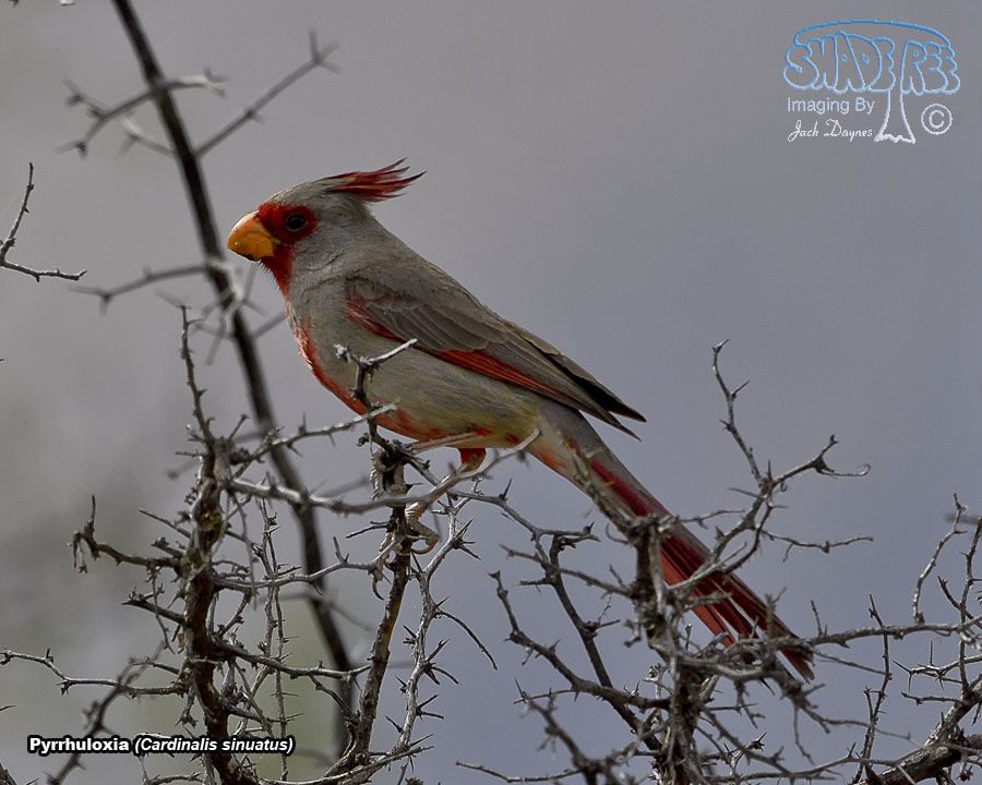 Pyrrhuloxia - Cardinalis sinuatus