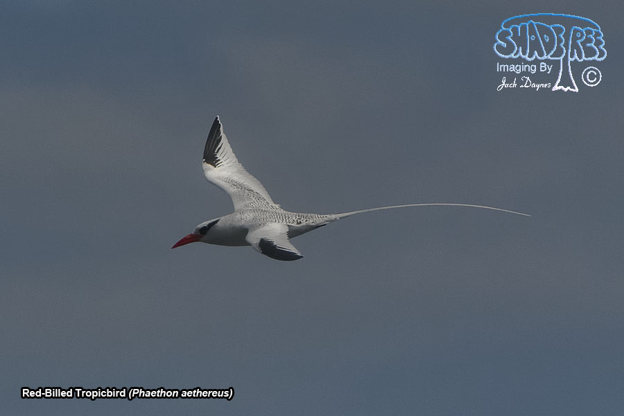 Red-Billed Tropicbird - Phaethon aethereus