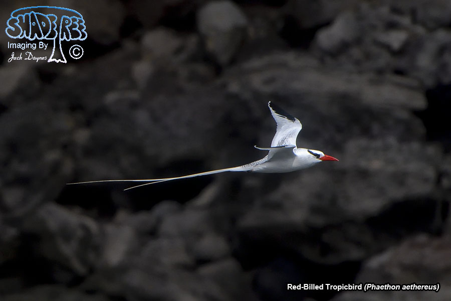 Red-Billed Tropicbird - Phaethon aethereus