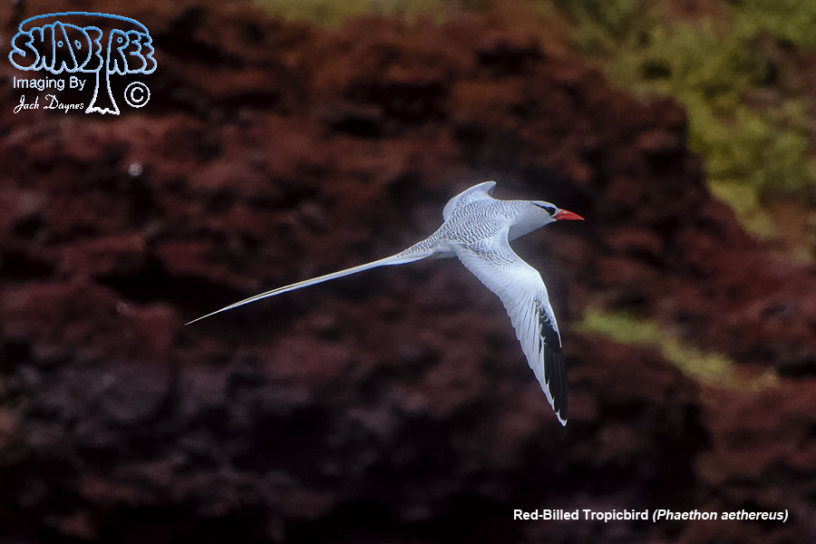 Red-Billed Tropicbird - Phaethon aethereus