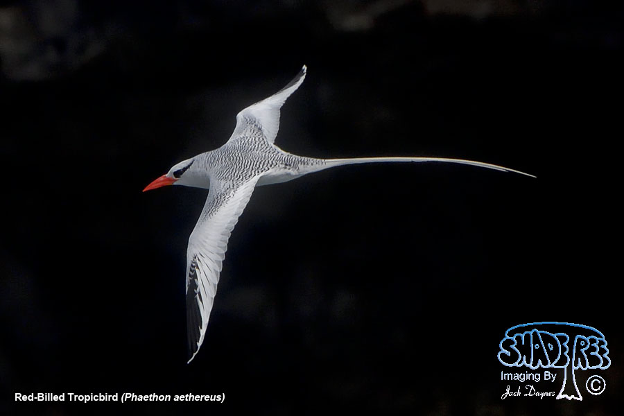 Red-Billed Tropicbird - Phaethon aethereus