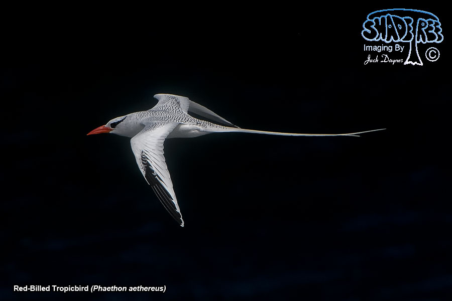 Red-Billed Tropicbird - Phaethon aethereus