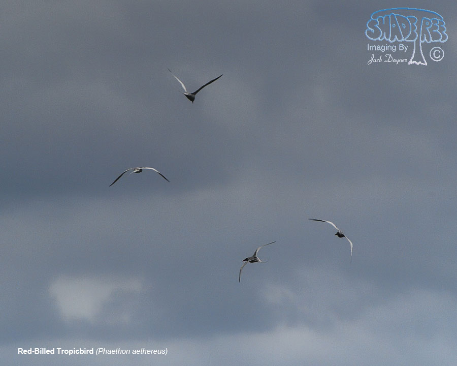 Red-Billed Tropicbird - Phaethon aethereus
