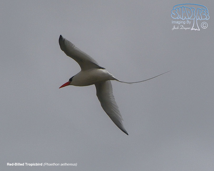 Red-Billed Tropicbird - Phaethon aethereus